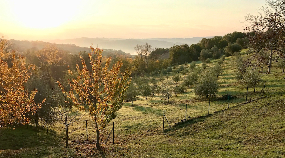 View on our olive trees field