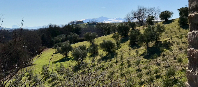 view on our olive trees field